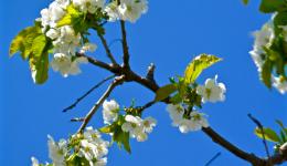 apple blossoms