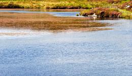 lake and heather, Iona, Scotland