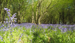 bluebells i woods