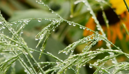 Morning Dew on Grasses