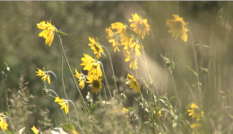 Daisies in Field