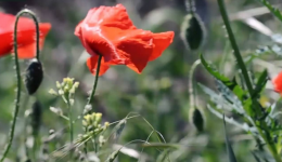 poppies