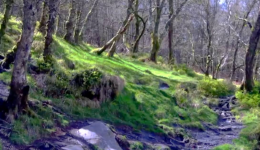 Glendalough woods, Ireland