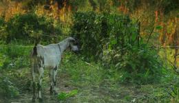 Goat in forest