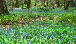 Bluebonnet Woods, Wiltshire