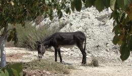 Donkey to Borrow