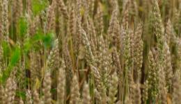a field of grain