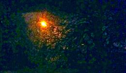 night light through trees