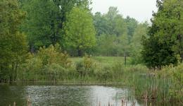 pond