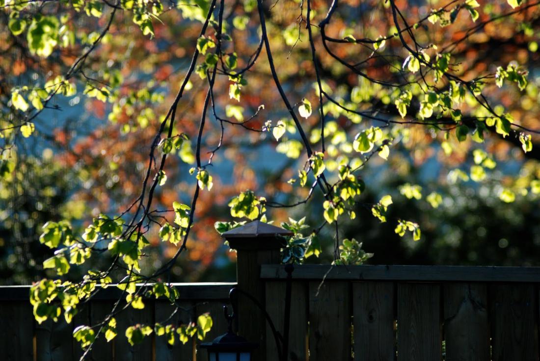 Variegated Light Morning Variegated Light on Trees