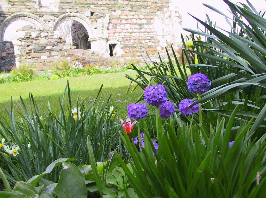 flowers at nunnery ruins, Iona flowers at nunnery ruins, Iona