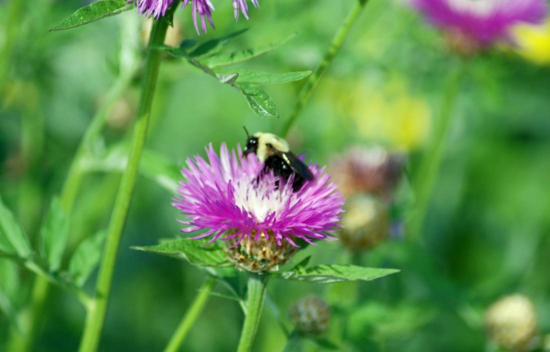 RBG flower and bee RBG flower and bee