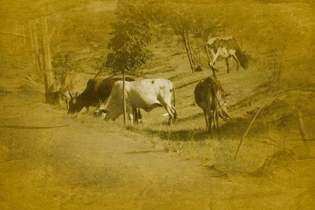 cows