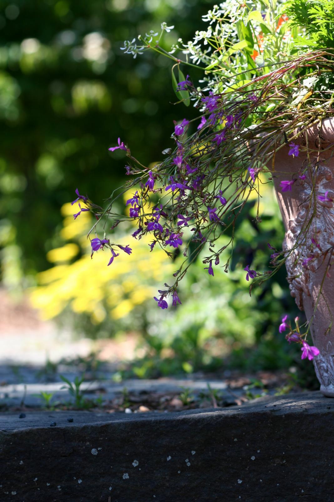 purple flower delight purple flower delight