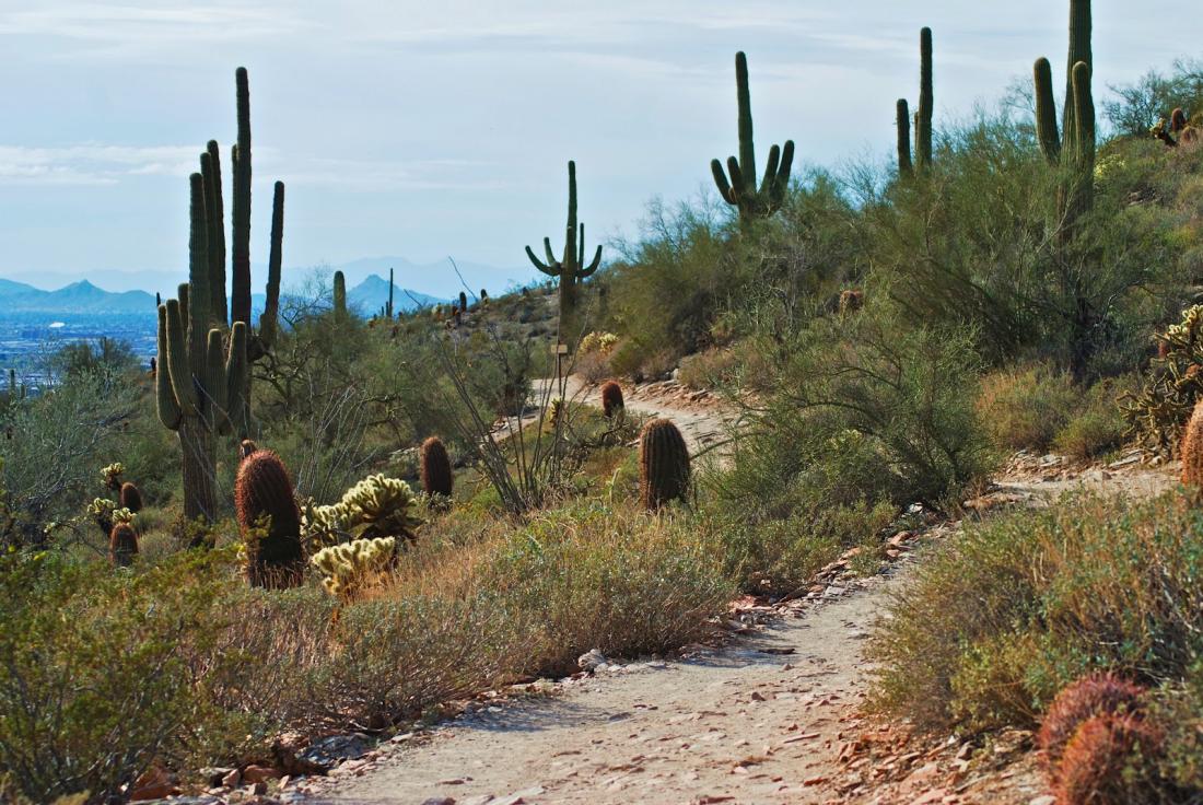 Desert walk, Scottsdale, Arizona