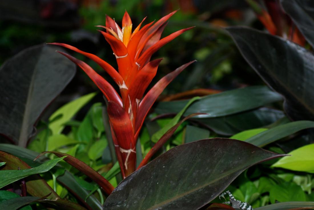 flame plant flame plant