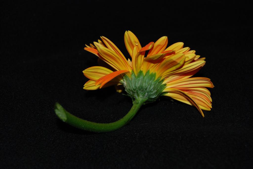 Daisy on black velvet Daisy on black velvet