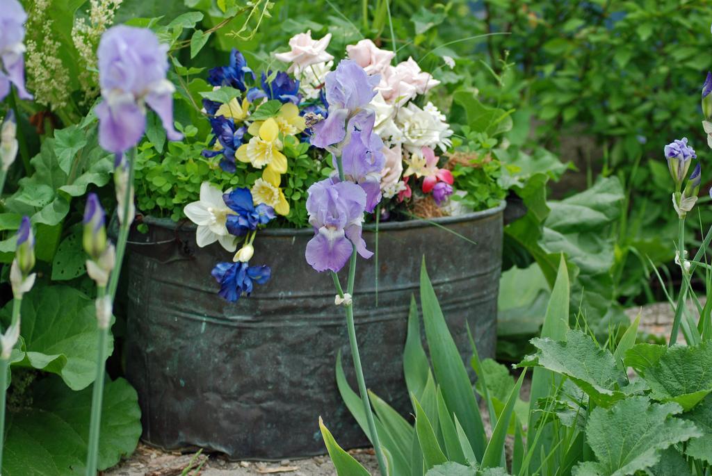 summer flowers summer flowers